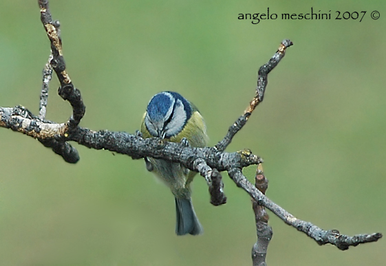 Cinciarella scortecciona